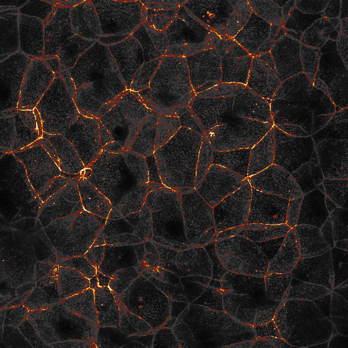 MicrocosmicNFT's tweet photo. GN from the Lab 🧪✨ Its getting dark outside but there is always light in the depth of the beehive 🐝

https://t.co/mSlIiNAY6X
Beehive #14 https://t.co/vFGPCMwGu0