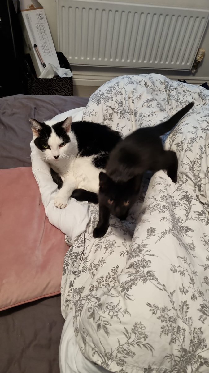 Bexbrook1's tweet photo. Boycie my grumpy prince loves his new little play mate they are thick as thieves, trigger! Is 13 weeks old x @cphereford https://t.co/Xmic5yrjaa