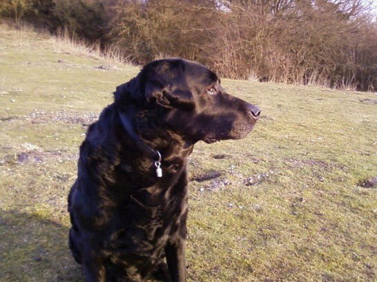 Dave Robinson (@daverobinson_54) on Twitter photo Gov has finally RESPONDED to petition. Sounds good, but it’s same old mix of platitudes & hypocrisy. Don’t be fooled - it is clearly not working. On behalf of my adopted dolphin & adopted lab (RIP to both) Please SIGN & RT <a href="/domdyer70/">dominic dyer</a>’s crucial petition ⬇️ petition.parliament.uk/petitions/5971… Gov has finally RESPONDED to petition. Sounds good, but it’s same old mix of platitudes & hypocrisy. Don’t be fooled - it is clearly not working. On behalf of my adopted dolphin & adopted lab (RIP to both) Please SIGN & RT <a href="/domdyer70/">dominic dyer</a>’s crucial petition ⬇️ petition.parliament.uk/petitions/5971…