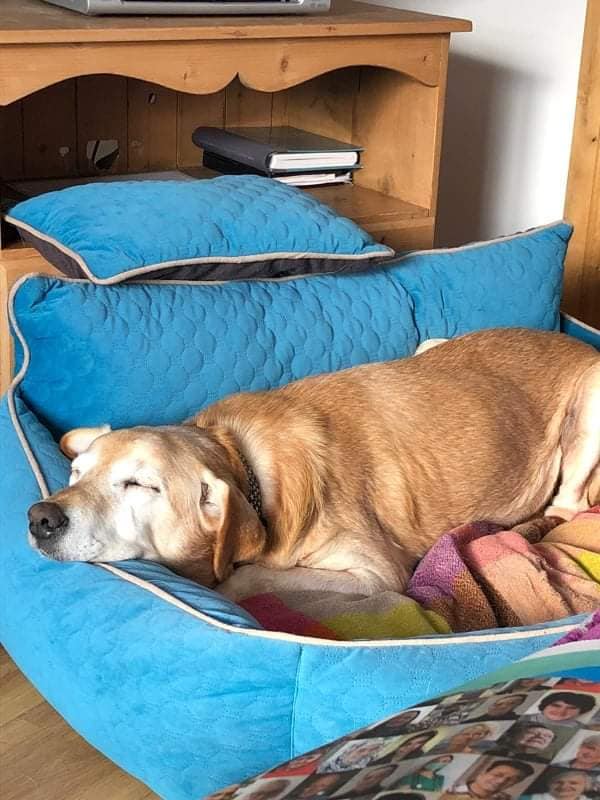GalwaySPCA's tweet photo. If you have had a bad day seeing Ozzie will bring a smile🥰

Ozzie was surrendered, age 15, last week &amp; Siobhán had just lost her companion, Leon.

It was like a meeting of two lost, lonely souls as Siobhan bent down to cradled Ozzies face.

4 days later &amp; Ozzie has been adopted! https://t.co/aFeYNcA84G