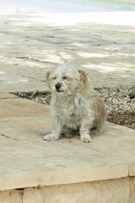 davejorgenson's tweet photo. Hang in there, Vanessa Hudgens’ dog https://t.co/ik322NIbRW