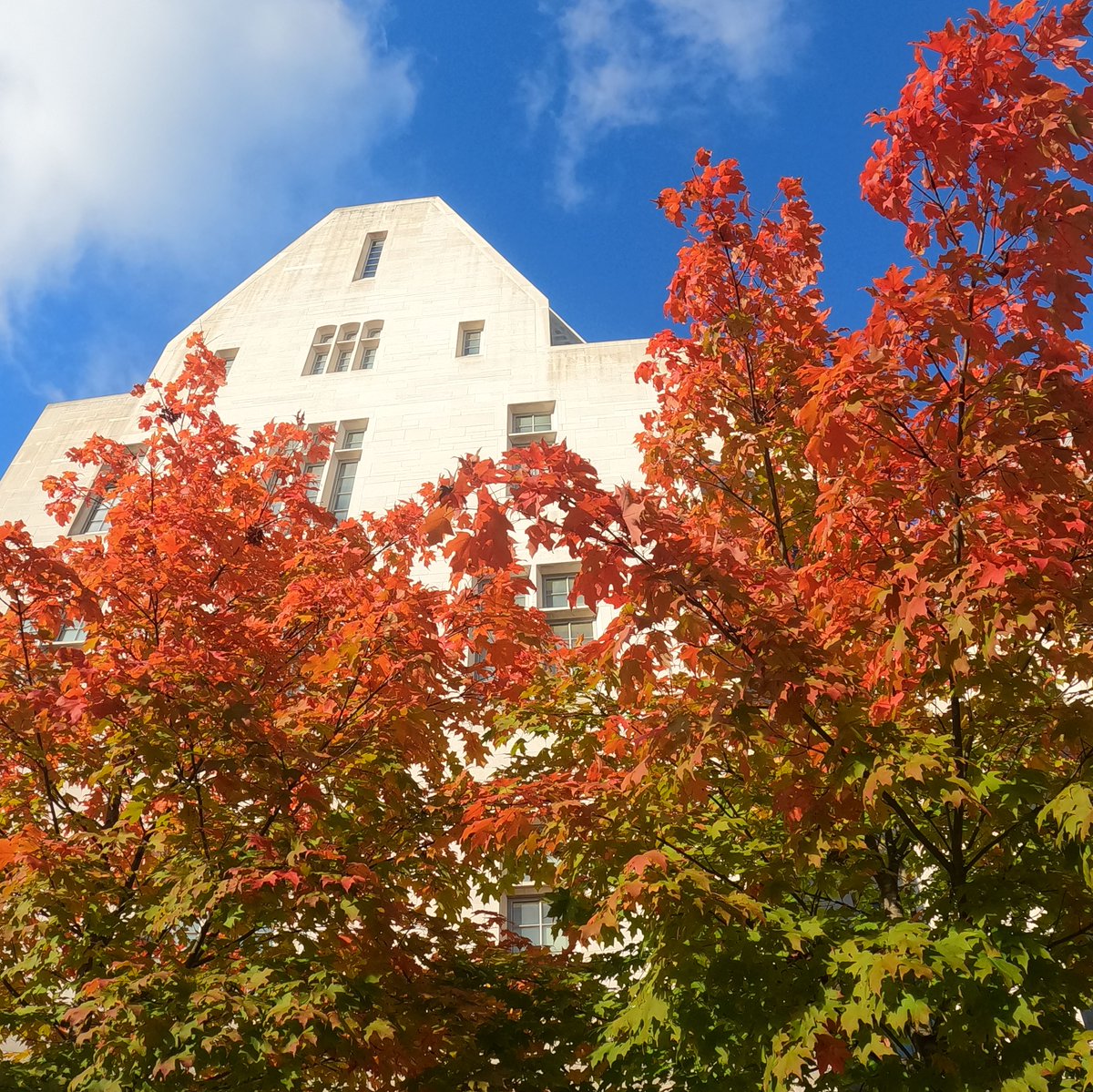 IUBloomington's tweet photo. OMG okay it's happening everybody stay calm 😍🍁🍂 https://t.co/Dk0uEAm652