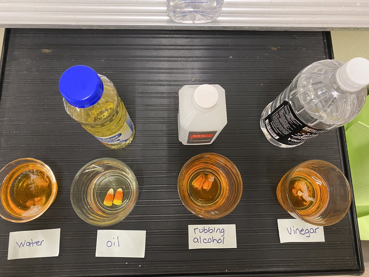 Working on the scientific method, what better way to put it to use than Candy Corn science🧫🧪 I loved reading my students’ hypotheses and seeing the outcome! <a href="/WeAreHTSD/">WeAreHTSD</a>