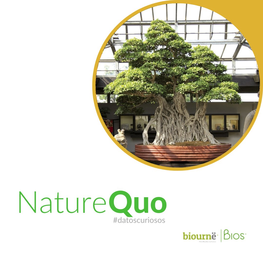 BiourneMx's tweet photo. ¿Cuántos años crees que tenga el Bonsai más longevo del mundo?  ⏰ Comenta con el emoji que corresponde a tu respuesta antes de descubrirlo👇🏻 

A - 500 AÑOS  💚
B - 800 AÑOS 🍃
C - 1,000 AÑOS 🍀 https://t.co/7vU3TxP1iH