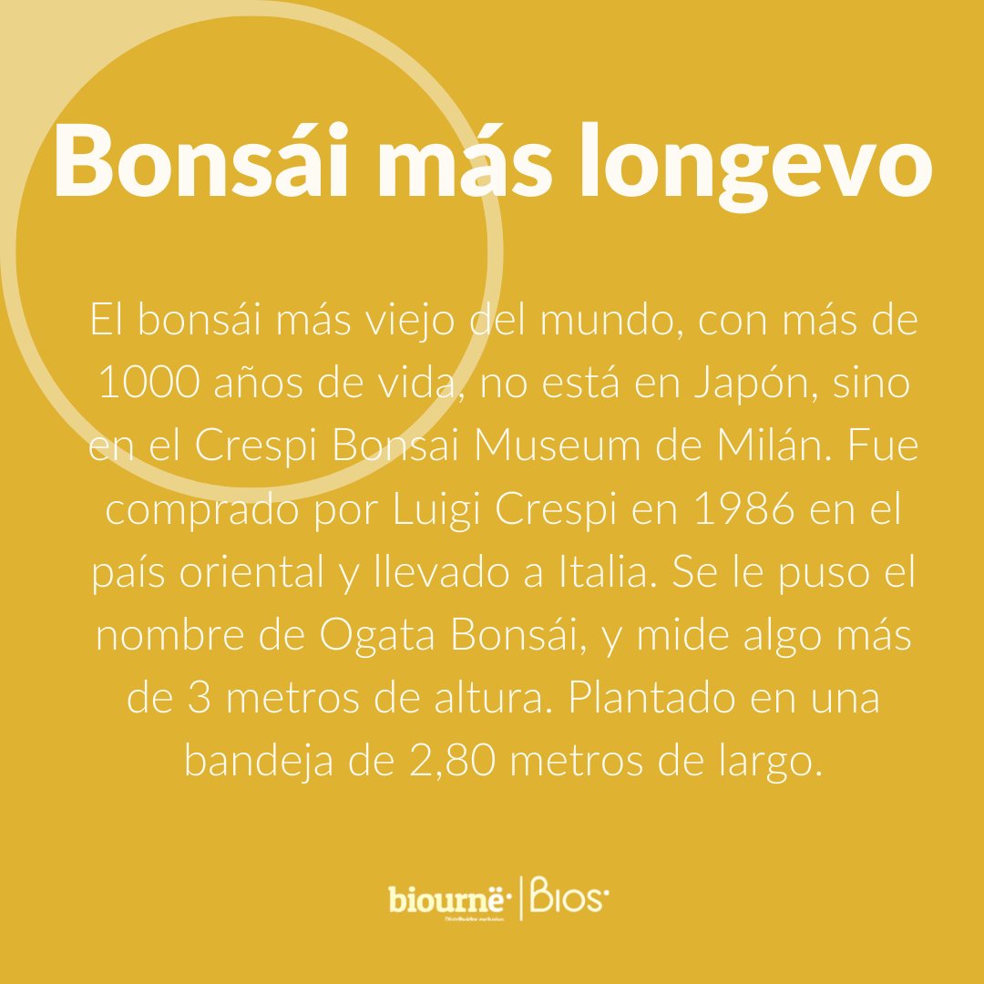 BiourneMx's tweet photo. ¿Cuántos años crees que tenga el Bonsai más longevo del mundo?  ⏰ Comenta con el emoji que corresponde a tu respuesta antes de descubrirlo👇🏻 

A - 500 AÑOS  💚
B - 800 AÑOS 🍃
C - 1,000 AÑOS 🍀 https://t.co/7vU3TxP1iH