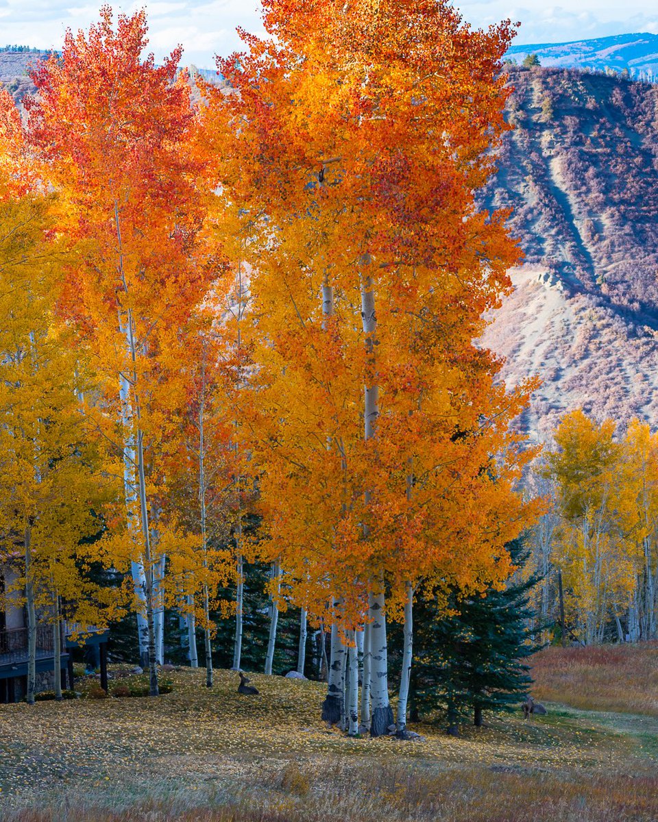 dakota_mo's tweet photo. @muhammadljunaid Fall in CO! https://t.co/vfhszWKytV