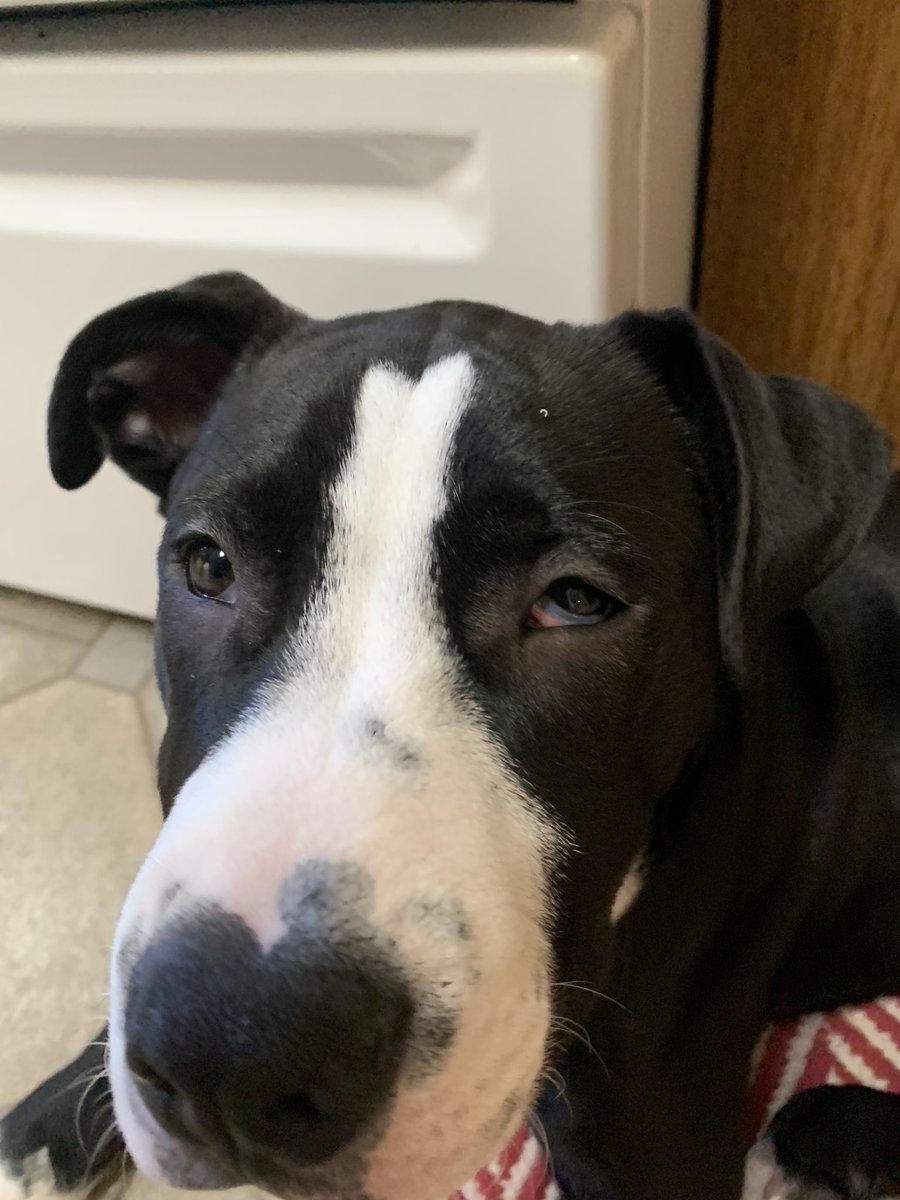 DevanWitbeck's tweet photo. @pulte Would love help with bills and taking my dog to the vet something is wrong with his eye! $devan2019 https://t.co/3w682u2Tly