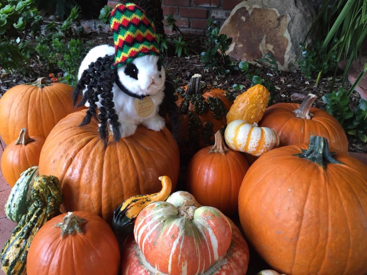 Happy #NationalPumpkinDay 🎃🐰

#PumpkinDay #animals #pets #animal #pet #animallovers #animallover #loveanimals #furbabies #petoftheday #bunny #bunnies #animal #kitty #ぬいぐるみ #うさぎ専門店 #ネザーランドドワーフ #うさぎ #犬  #kindnessmatters #bekind #chooselove #spreadlove