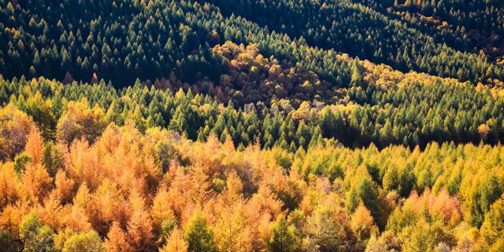 landthink's tweet photo. In today’s new #LANDTHINK article, Forisk Consulting discusses the importance of checklists in making quality timber investment decisions. https://t.co/fVOeI0q3LE #land #investment https://t.co/H3SGSnMMwM