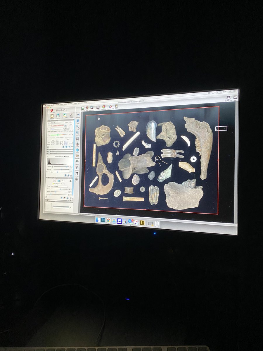 AmyLeighBird's tweet photo. Just scanning some bones…nothing to see here…👀 https://t.co/7VNqGueer2