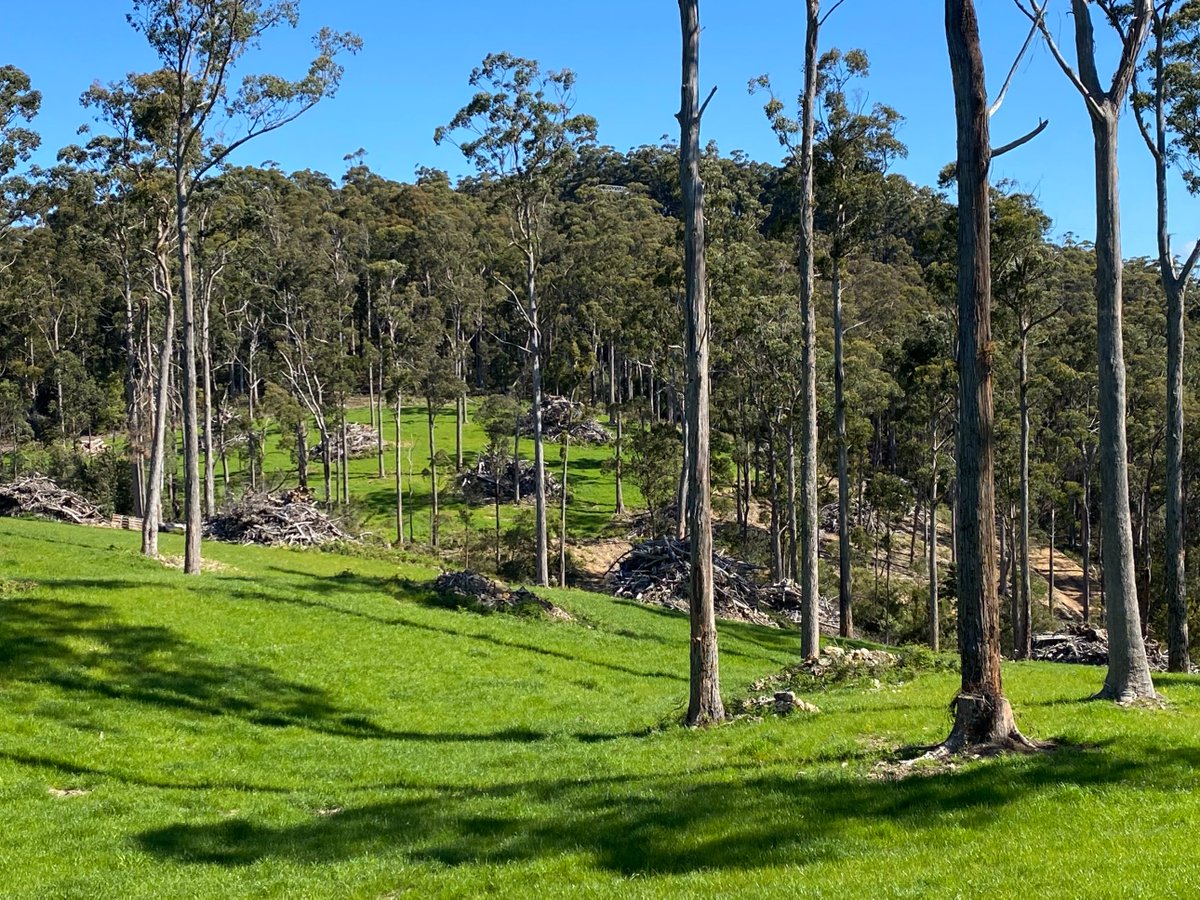 UMSeeds's tweet photo. A glorious day in Tassie today! Check out this paddock of UMS #Trooper &amp; #Munch Ryegrass which was sown into low fertility-type soil with a fertiliser spreader in autumn. It has been grazed twice &amp; is set up to produce plenty of #feed for the #cattle well into the season! #tasag https://t.co/mVVKrHTp7x