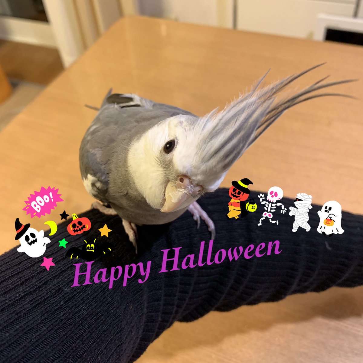 【捜しています】
#オカメインコ のグリちゃんを #迷子 にしてから今日で半年が経ちました😢
保護されて暖かいお家で穏やかな毎日を過ごしていることを願うばかりです。
再会が叶うなら怖くて悲しい思いをさせたことを謝りたい。
グレーのオカメインコをご存知の方はいませんか？
#東京 ＃八王子