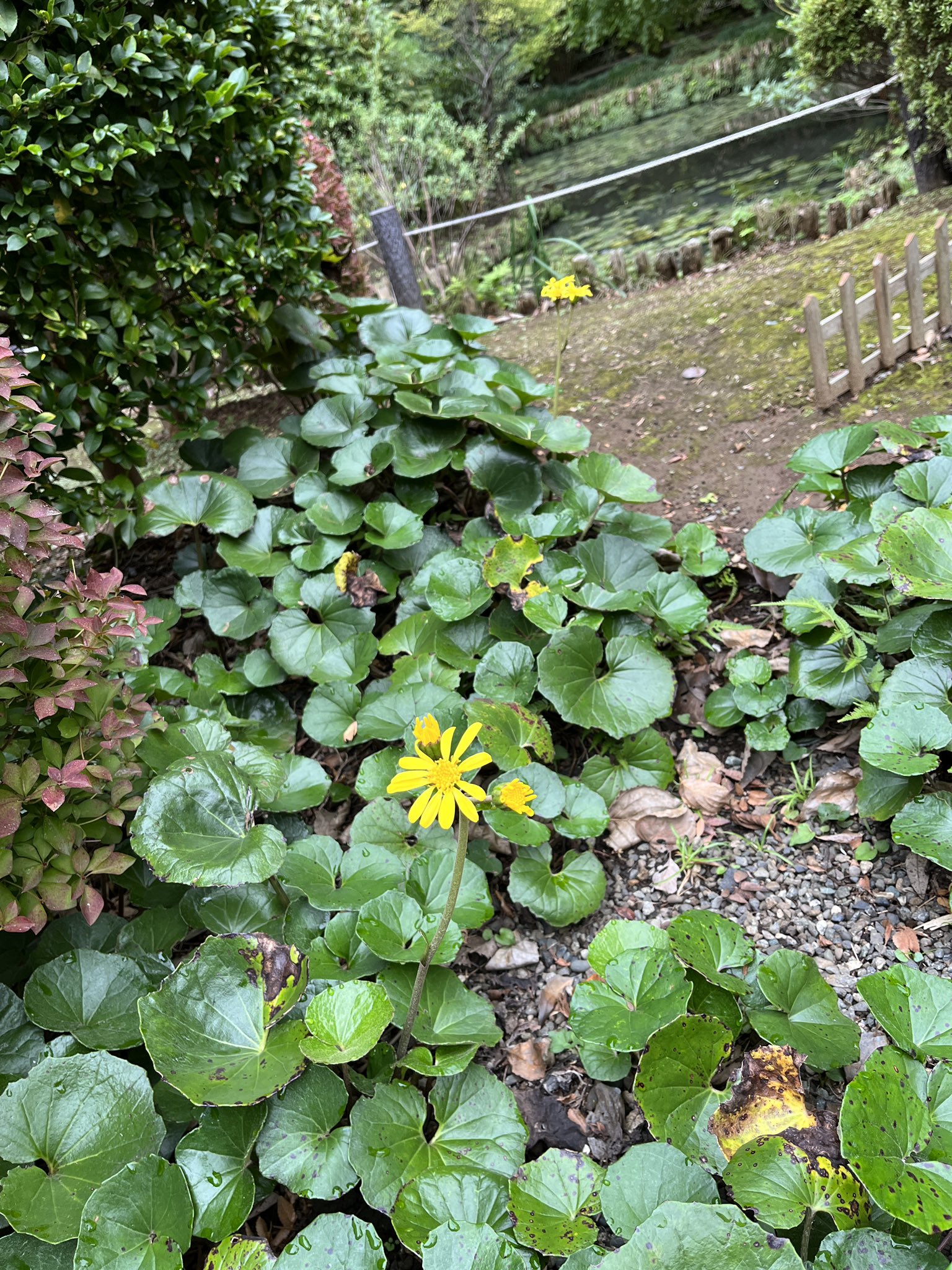 長窪山 正覚寺 Shogakujitendai Twitter