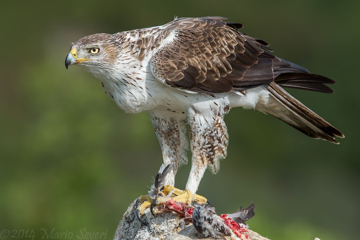 Trauerkraut's tweet photo. My #today's #BirdsOfPrey are: Bonelli's Eagles (Hieraaetus Fasciatus) [I] https://t.co/mx0vKxf7YA