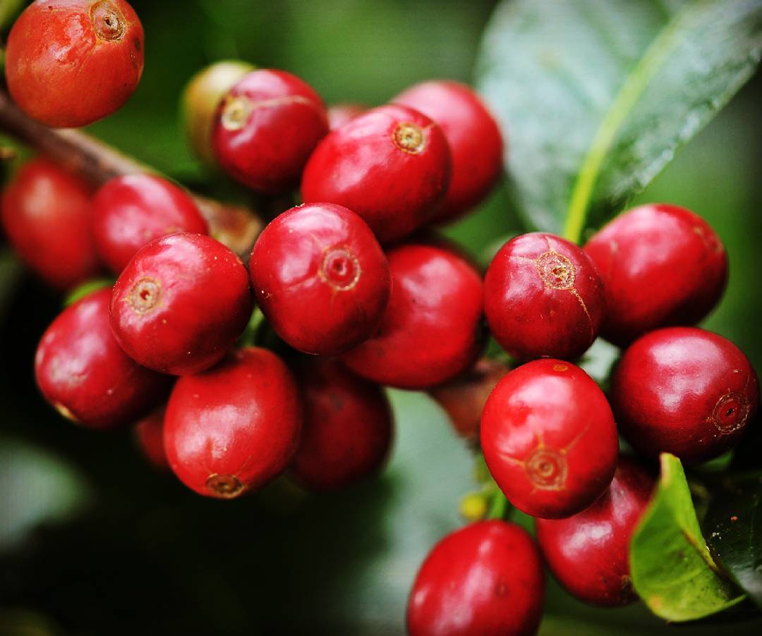 Ekspor Kopi Aceh Gayo Senilai Rp1,4 Miliar ke Inggris, Astra Gandeng Dua Kementerian bit.ly/30TAGor