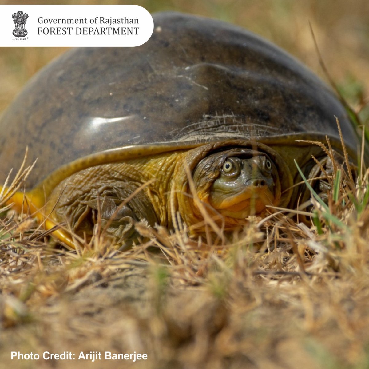 ForestRajasthan's tweet image. #IndianFlapshellTurtle को पालने से धन में वृद्धि नहीं होती है। मादा कछुआ सितंबर से नवंबर तक अंडे देती है। इनको पालतू बनाना कानूनन अपराध है। पकडे जाने पर 7 साल की सजा भी हो सकती हैं। पालने से अधिक इस प्रजाति कछुए अपने मांस के लिए मांग में बने रहते हैं।
@Rivertiger85