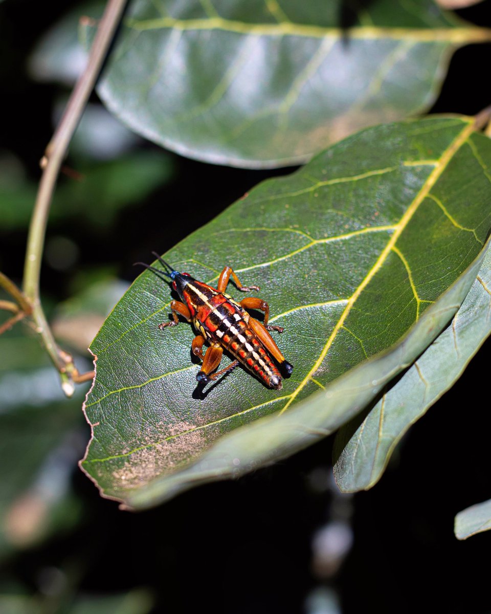 Del campo y de oaxaca para el mundo 🧡🦗🍃

¡Temporada de #chapulines, toda una gran experiencia atraparlos 😉🙌🏼!

#VivePortozuelo #Huerto #Granja #CocinaDeLeña #Chapulín #Campo #Tierra #Naturaleza #Orgánico #Restaurant #Restaurante #Campestre #Oaxaqueño #Oaxaca