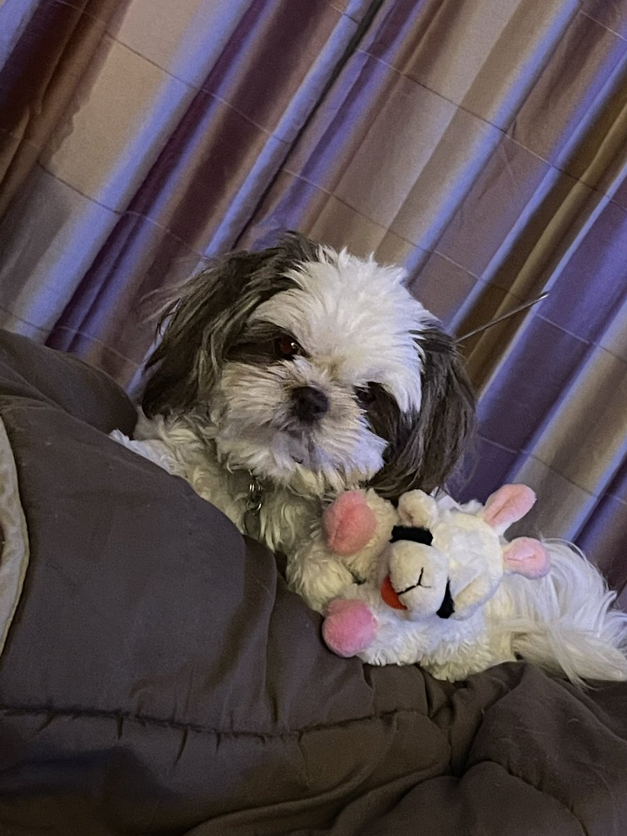 Pinkbarb27's tweet photo. Snuggle time #ripthedog https://t.co/W6v041ZoBF