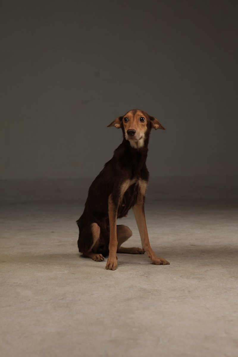 🥰EN ADOPCIÓN 🥰

❌DEN RT POR FAVOR ❌

Le nombramos Mhysa💞 q significa "madre protectora"🥰, fueron largas horas de rescate🥵, no quería que se acercaran a sus bebes😬. BAC fue al lugar y allí estaba😥, solo se pudo coger 1 bebe, luego comenzó a llover pero eso no nos detuvo👇🏻