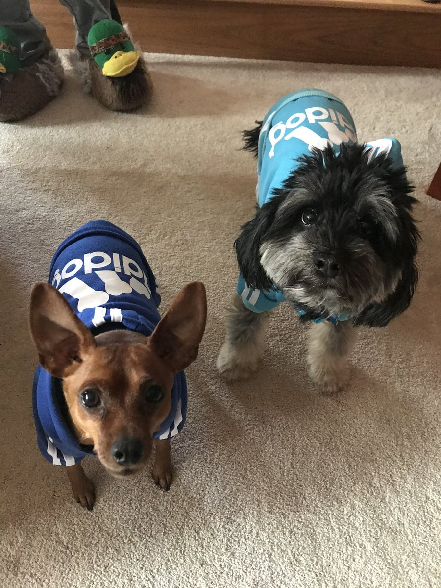 danaetious's tweet photo. The adidas gang!  #WallOfWaggsContest #Doggiedesserts @benandjerrysfordogs https://t.co/rWF775PWzH