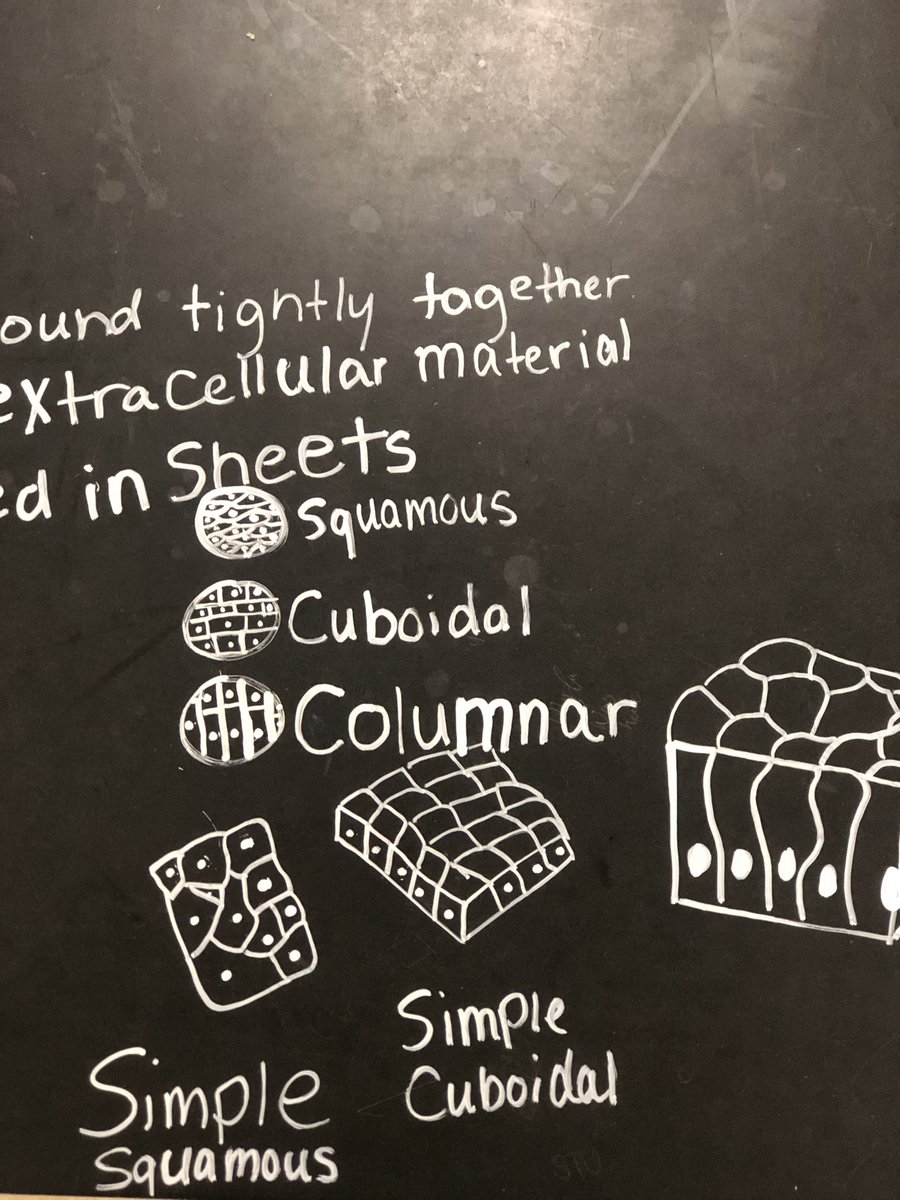 dr_rhodan's tweet photo. I love art integration in science. Histology Chalk Drawings #thisisirmo https://t.co/26H4JXjTUb