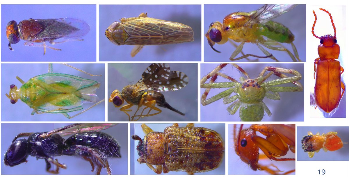 dragonflycn's tweet photo. These are just a few of the invertebrate species collected from my study site at Dragonfly Pond-Meadow last year. Check the link to see more and to hear about the aquatic and terrestrial communities associated with a temporary pond in Jamaica #Entsoc21 #TemporaryWaters https://t.co/UJcfFlDxyr
