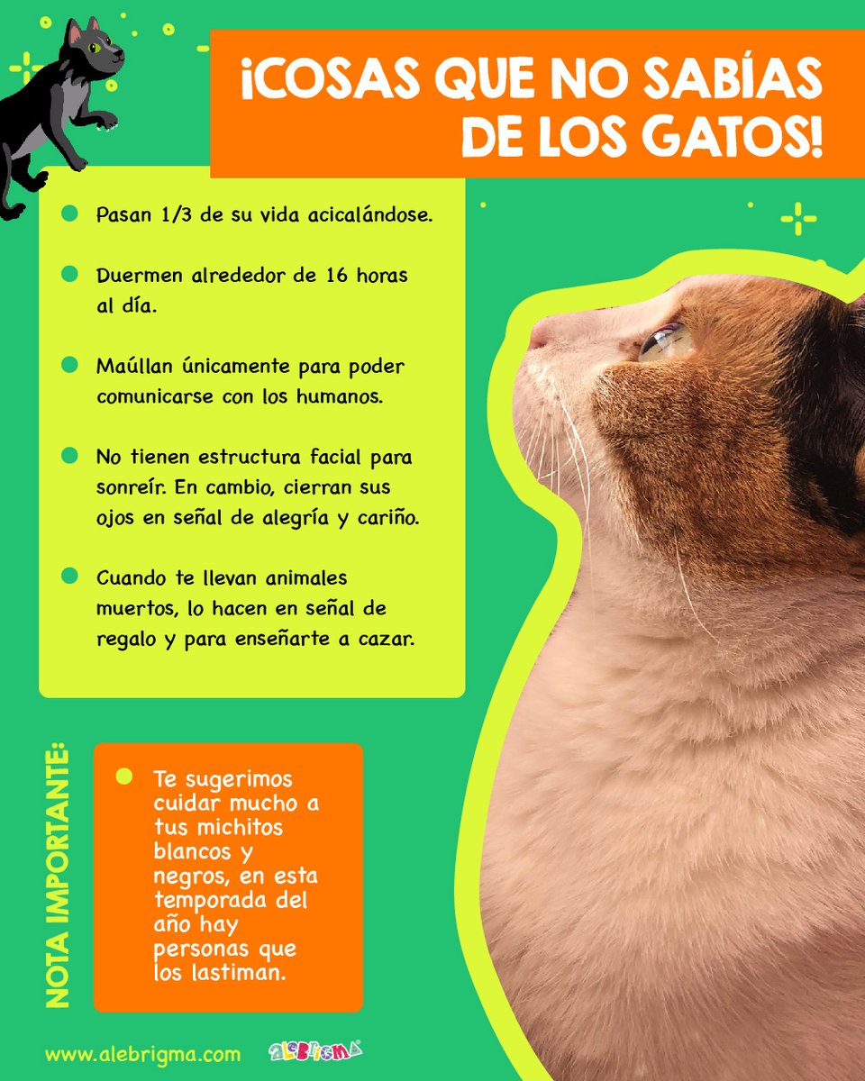 alebrigma's tweet photo. Día Internacional del Gato. ¡Acompáñanos a conocer un poco más de los michitos! Encuéntranos en: https://t.co/NO1T5uqqLX
Alebrigma, ¡más que un juego un aprendizaje!
#DíaInternacionaldelGato #Gatitos #Michitos https://t.co/tuBxWEk3oW