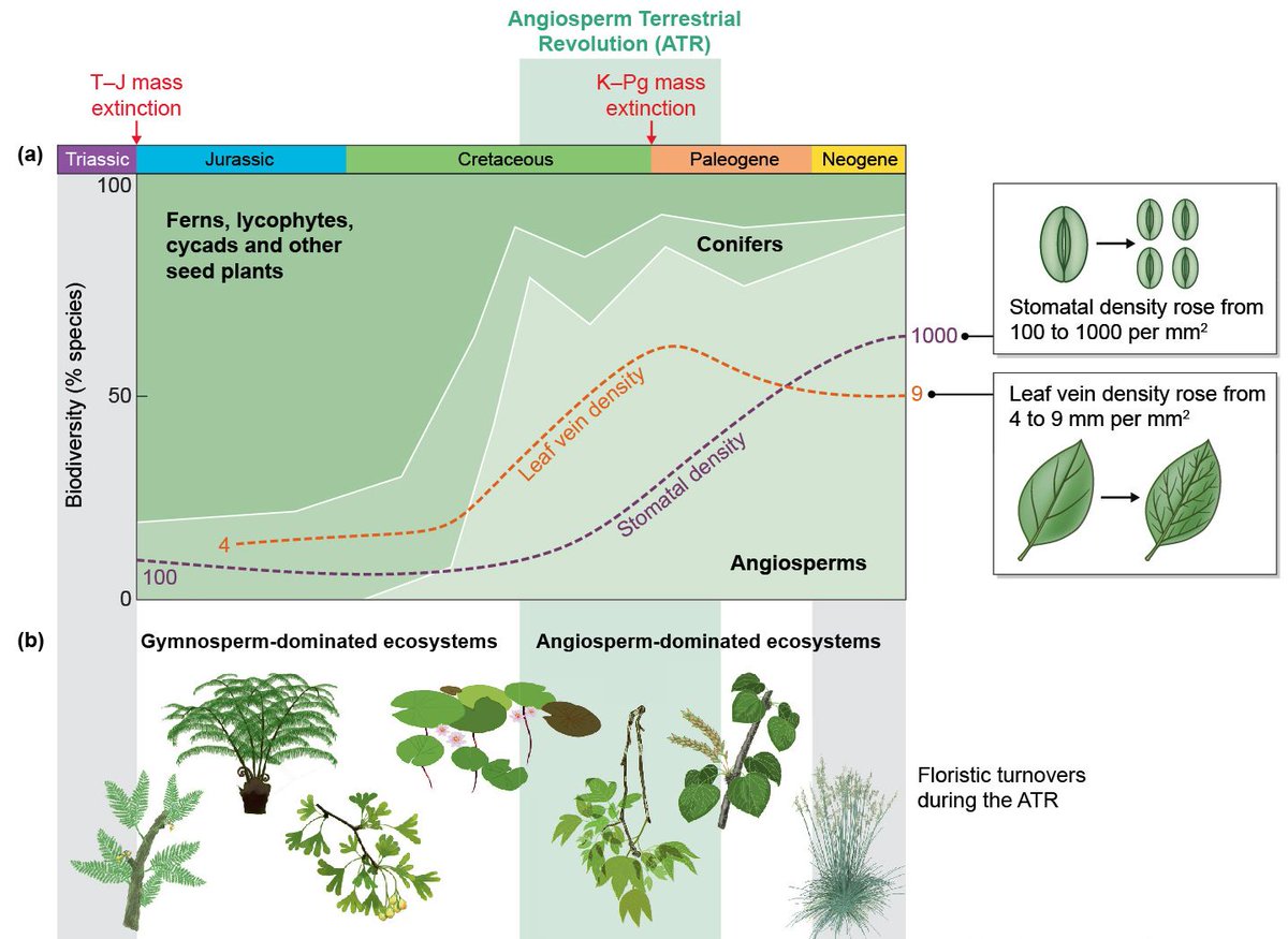 HervΓ© Sauquet π (@hsauquet_bgsyd) on Twitter photo The Angiosperm Terrestrial Revolution and the origins of modern biodiversity: one of the most interesting, ambitious, and rewarding collaborations I have been involved in, just out now in <a href="/NewPhyt/">New Phytologist</a>, with Mike Benton and <a href="/RadioGondwana/">Peter Wilf</a>
nph.onlinelibrary.wiley.com/doi/10.1111/np⦠The Angiosperm Terrestrial Revolution and the origins of modern biodiversity: one of the most interesting, ambitious, and rewarding collaborations I have been involved in, just out now in <a href="/NewPhyt/">New Phytologist</a>, with Mike Benton and <a href="/RadioGondwana/">Peter Wilf</a>
nph.onlinelibrary.wiley.com/doi/10.1111/npβ¦