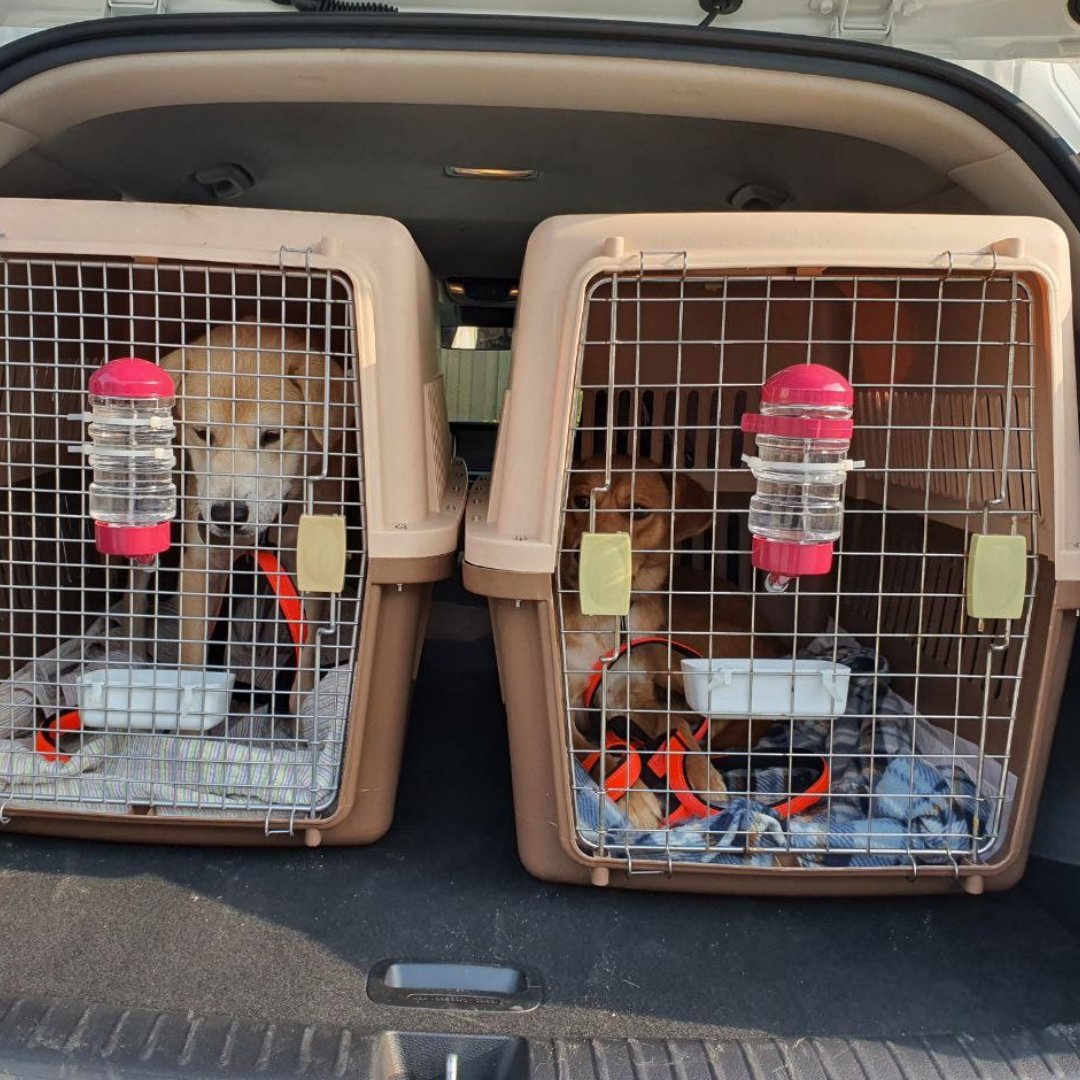Great news! Rown and Waterboy, two more dogs rescued by Last Chance for Animals and sister organization Animal Liberation Wave from an illegal S. Korean slaughterhouse, arrive in the U.S. today! #StopDogMeat