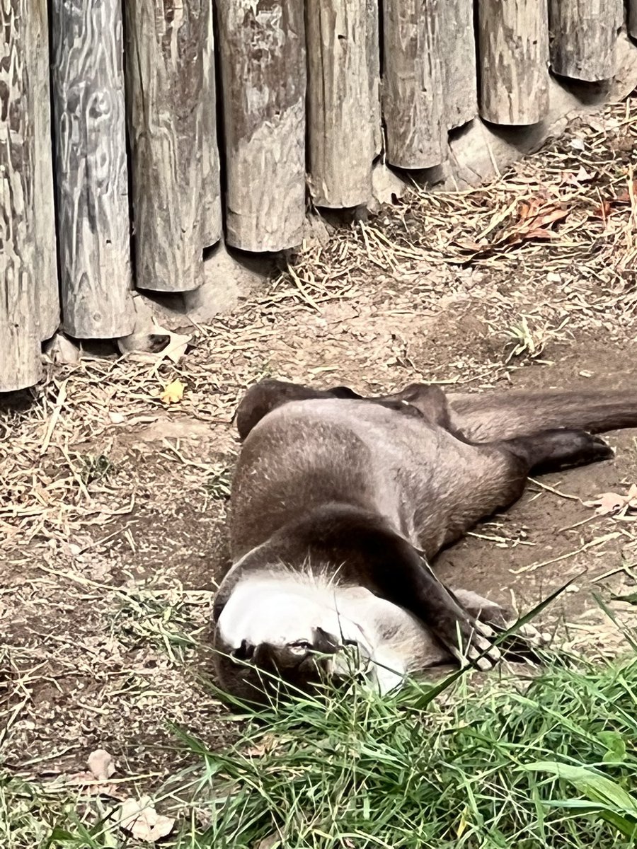 MvilleHSDECA's tweet photo. Loved the zoo animals https://t.co/mAno3GqEYf