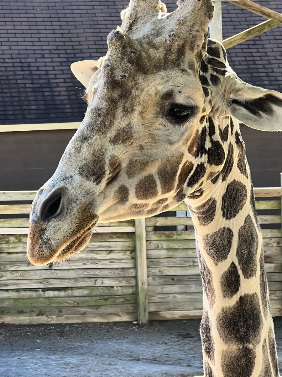 Loved the zoo animals