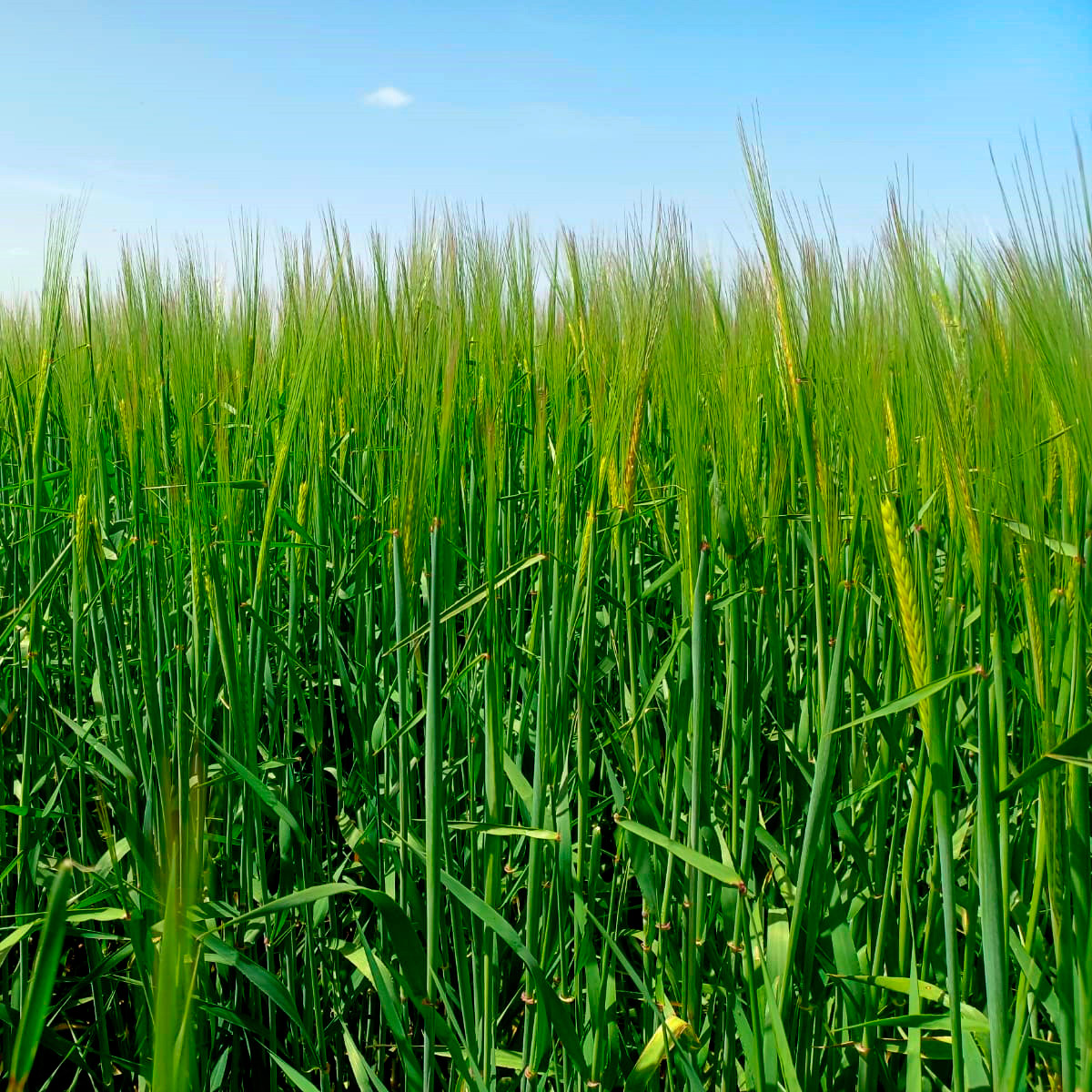 Cebada Cervecera on Twitter: