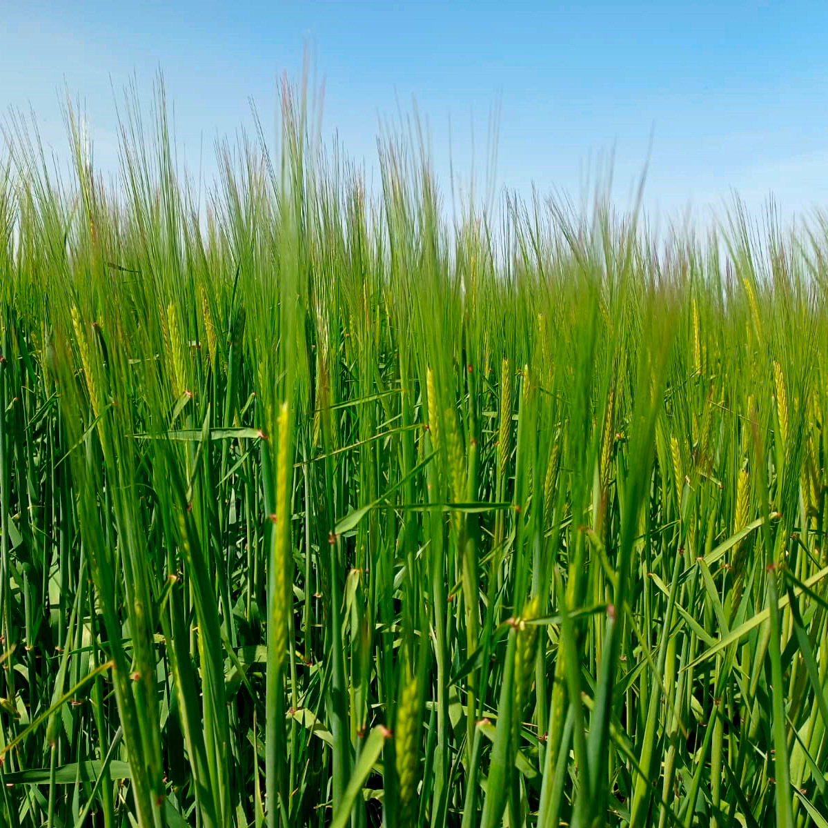 Cebada Cervecera on Twitter: