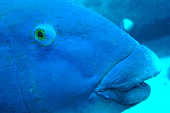 BronGillanders's tweet photo. Excited to see a request for one of my PhD papers this morning. @CSIROPublishing published my #feeding #ecology of #bluegroper back in 1995. https://t.co/vLIovgzi9x
Image: Graham Short - Fishes of Australia https://t.co/c27T2KqXBo