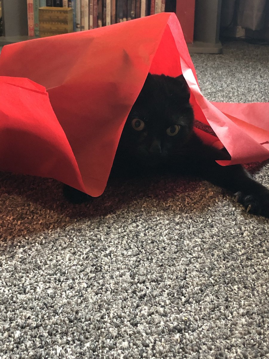 Aimee_J_Shields's tweet photo. Took this legend to the vet today. Love it when the vet joins in my fun and announces to the waiting room βNext appointment is for Mr Face, Mr Catβ¦Faceβ like heβs 007. #betterthanbond #suavecat #legendcat #yesimobsessed https://t.co/OxNKMpiH6r