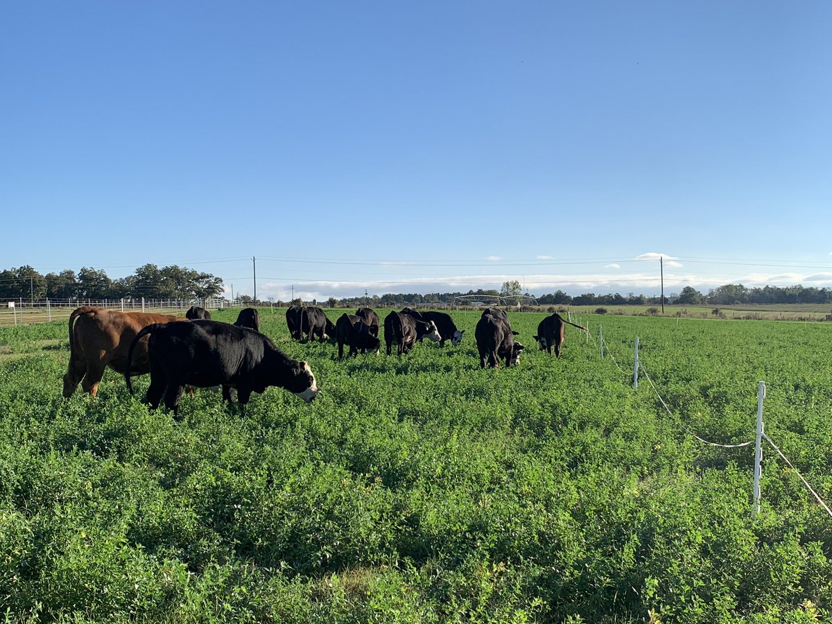 DrJJTuga's tweet photo. Happy tails on happy trails- this is one of my happy places!  What’s more calming than stockers grazing fresh alfalfa? #AlfalfaBermuda #BetterGrazing #UGABeef #GAForages #GrazeIt #UGACaes https://t.co/5ExX5NW39d