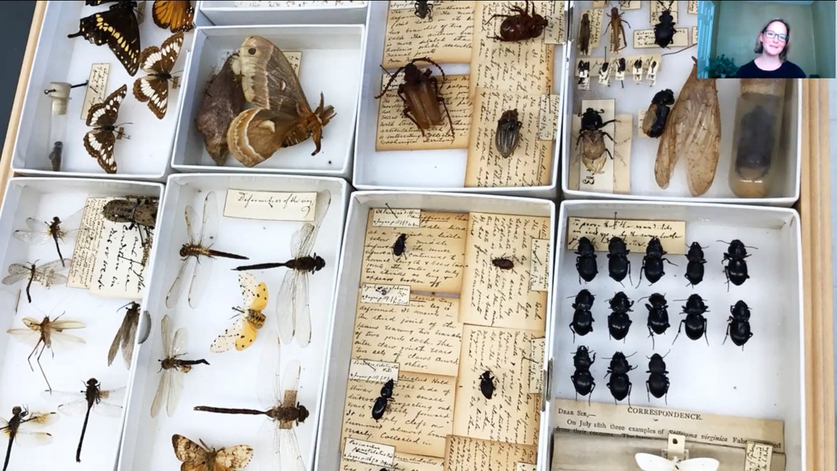 EntCollNet's tweet photo. On the #VirtualCollectionTour of @MCZHarvard, @DryopoidDarling shows us a historic section of the collection that features insect morphological anomalies. #VirtualCollectionTour #ECN2021 #USA 🇺🇸 https://t.co/4Rf3LpFdeN
