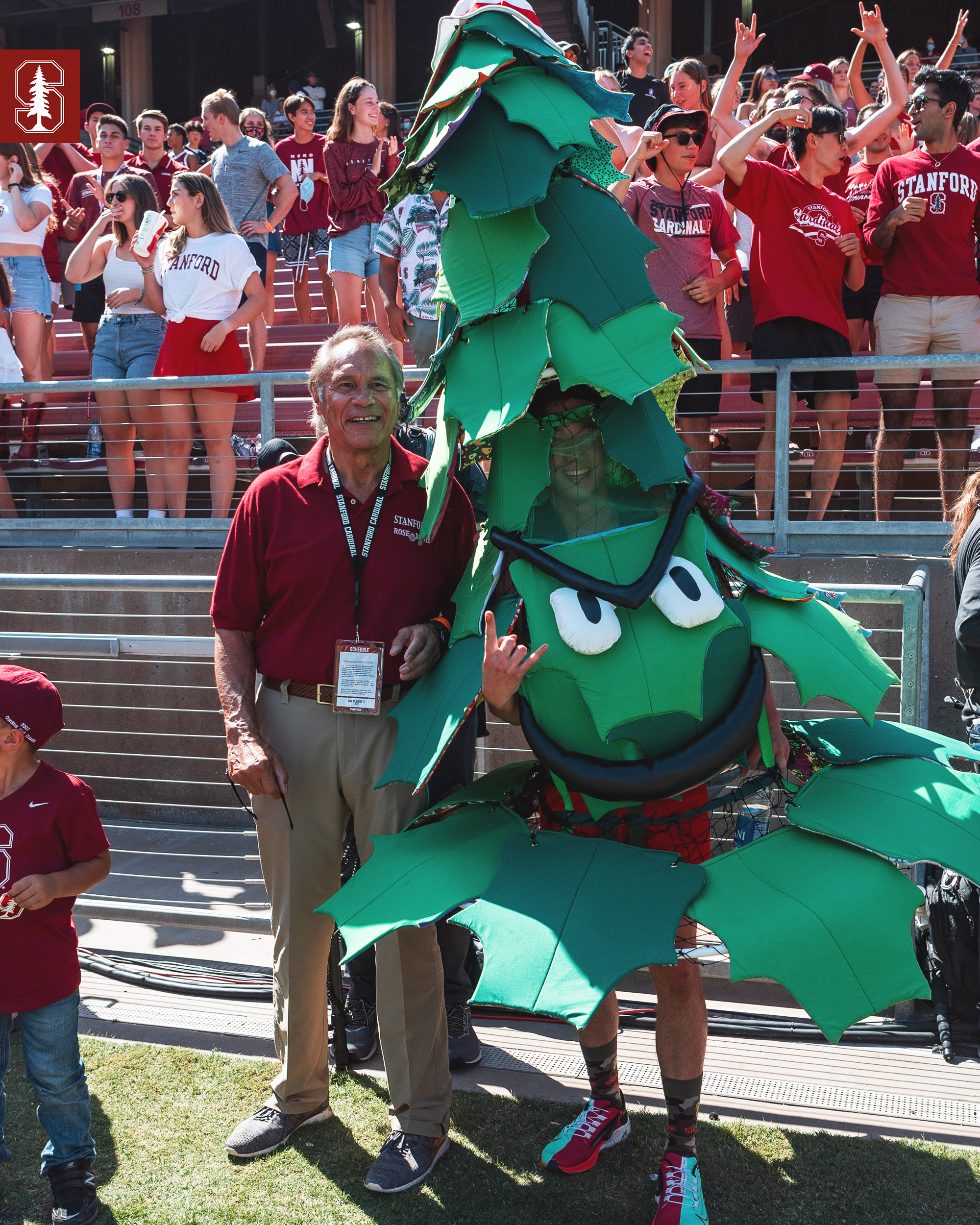 stanford tree football