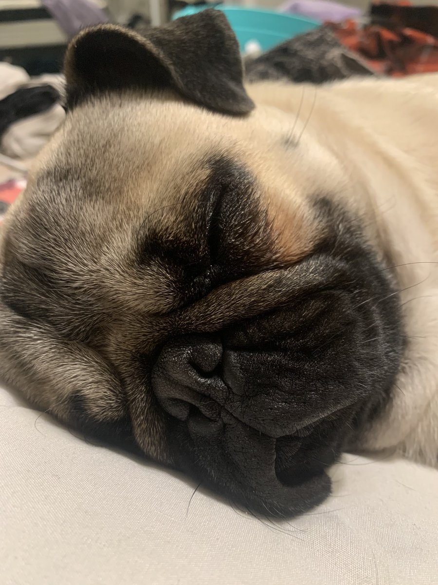 Commiekink1's tweet photo. Look at this smushy face!!!!! 
Comment your favorite breed of pup 🐶 https://t.co/GRlUbYZBQC