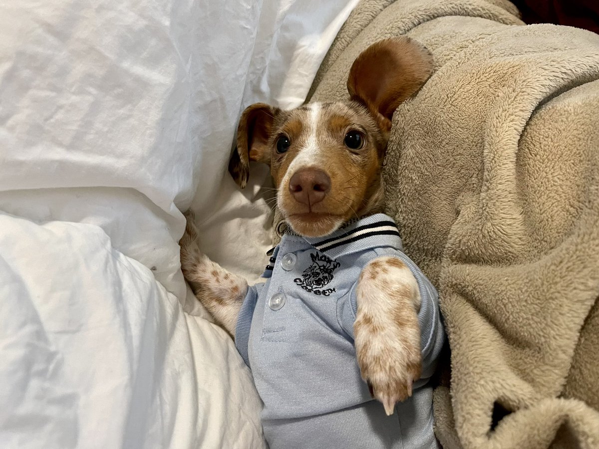 Bean The Weiner (@beantheweiner) on Twitter photo 