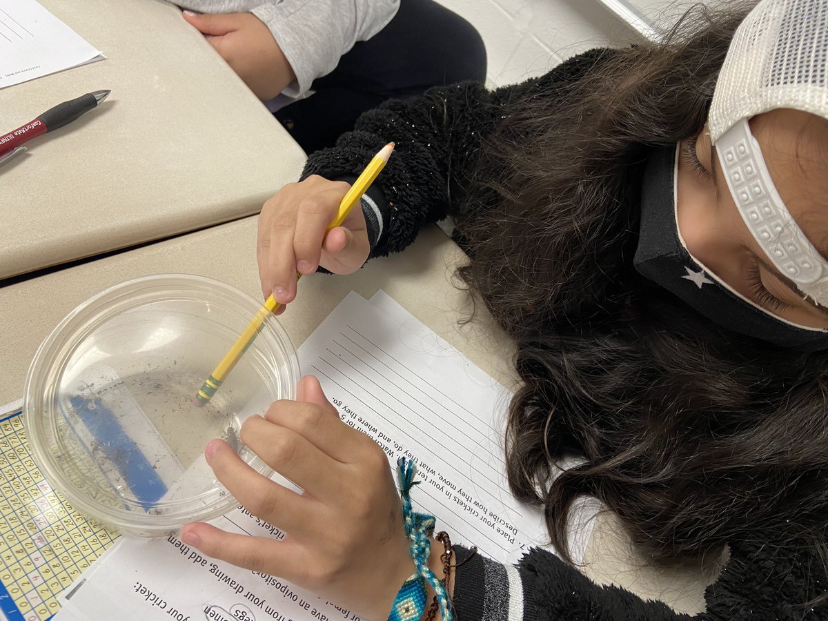 IkhlasIibrahim's tweet photo. Observing crickets in science today! #district126 https://t.co/HELvQ4b1gL