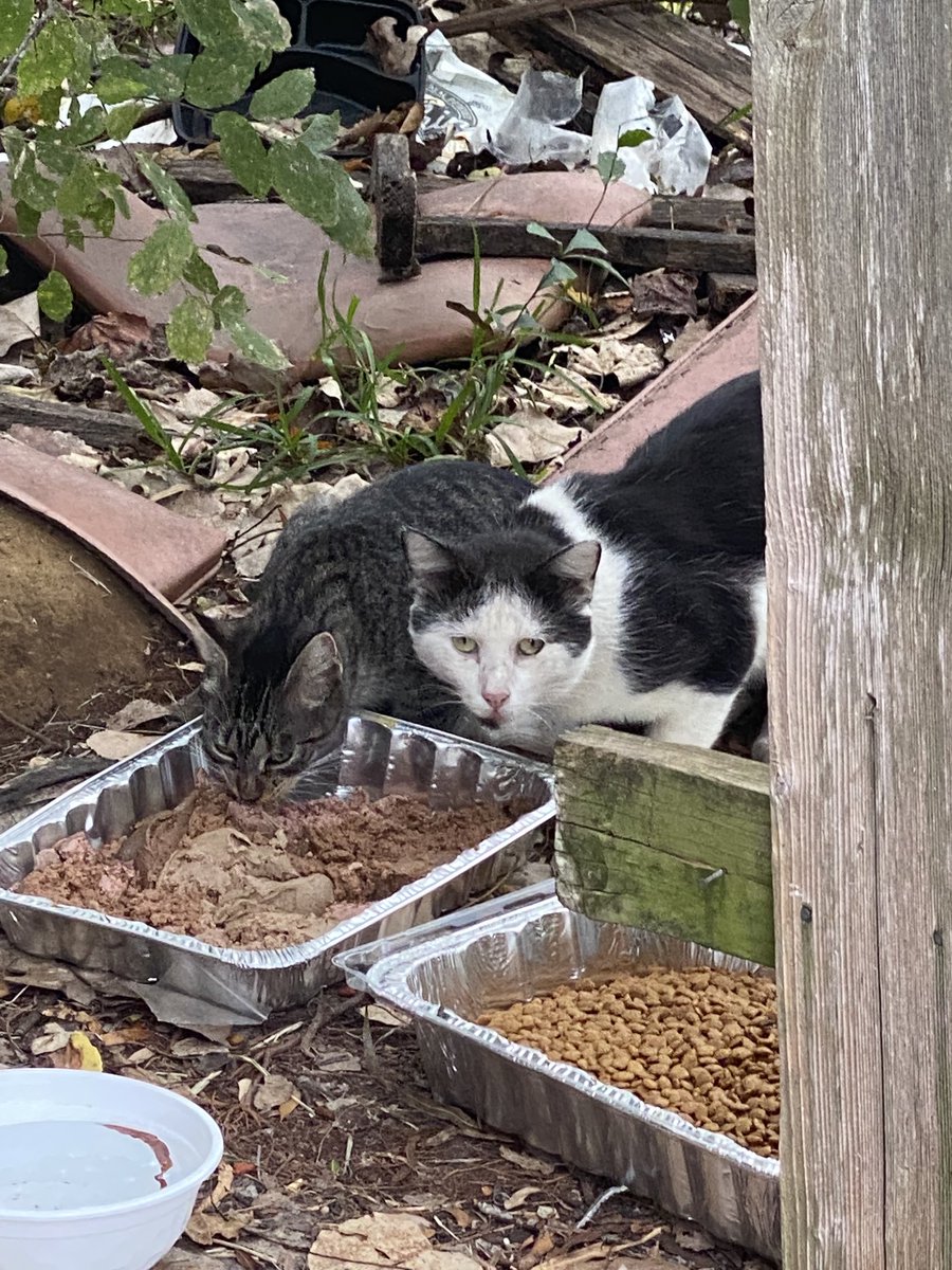 Dinner time for the feral kitties #feedingferals #feedingstrays #cats #catsoftwitter #tnr