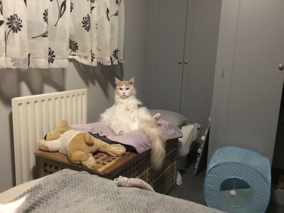 Farra can’t be bothered to cat right now!
#CatsOfTwitter #MaineCoon