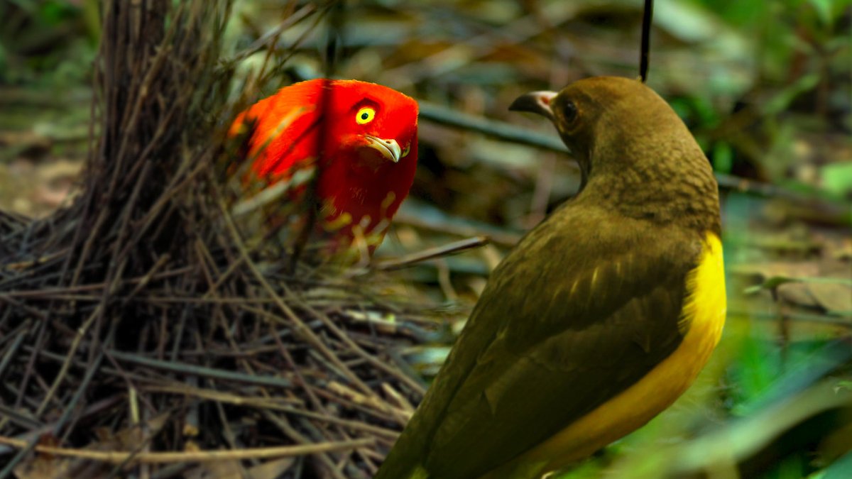 OniPress's tweet photo. We heard you like board games. Maybe you like birds. Maybe you'd like a board game ABOUT birds. (You should, it's a pretty cool game.) 

Check out our latest Oni Games offering, Birdwatcher, on Kickstarter! Last 24 hours!
https://t.co/9KwbWitQLj @tinylongwing @ZakirMaps https://t.co/BKgFymd7hs