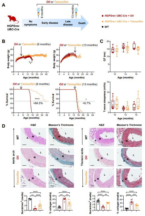 #OriginalResearch: Cardiovascular progerin suppression and lamin A restoration rescues Hutchinson-Gilford progeria syndrome. Learn more:
ow.ly/SFh150Gysnt <a href="/LoicRolas/">Loïc Rolas</a> <a href="/carla_espinos/">Carla Espinós</a> <a href="/VicAndGar/">Vicente Andrés García</a> #AHAJournals