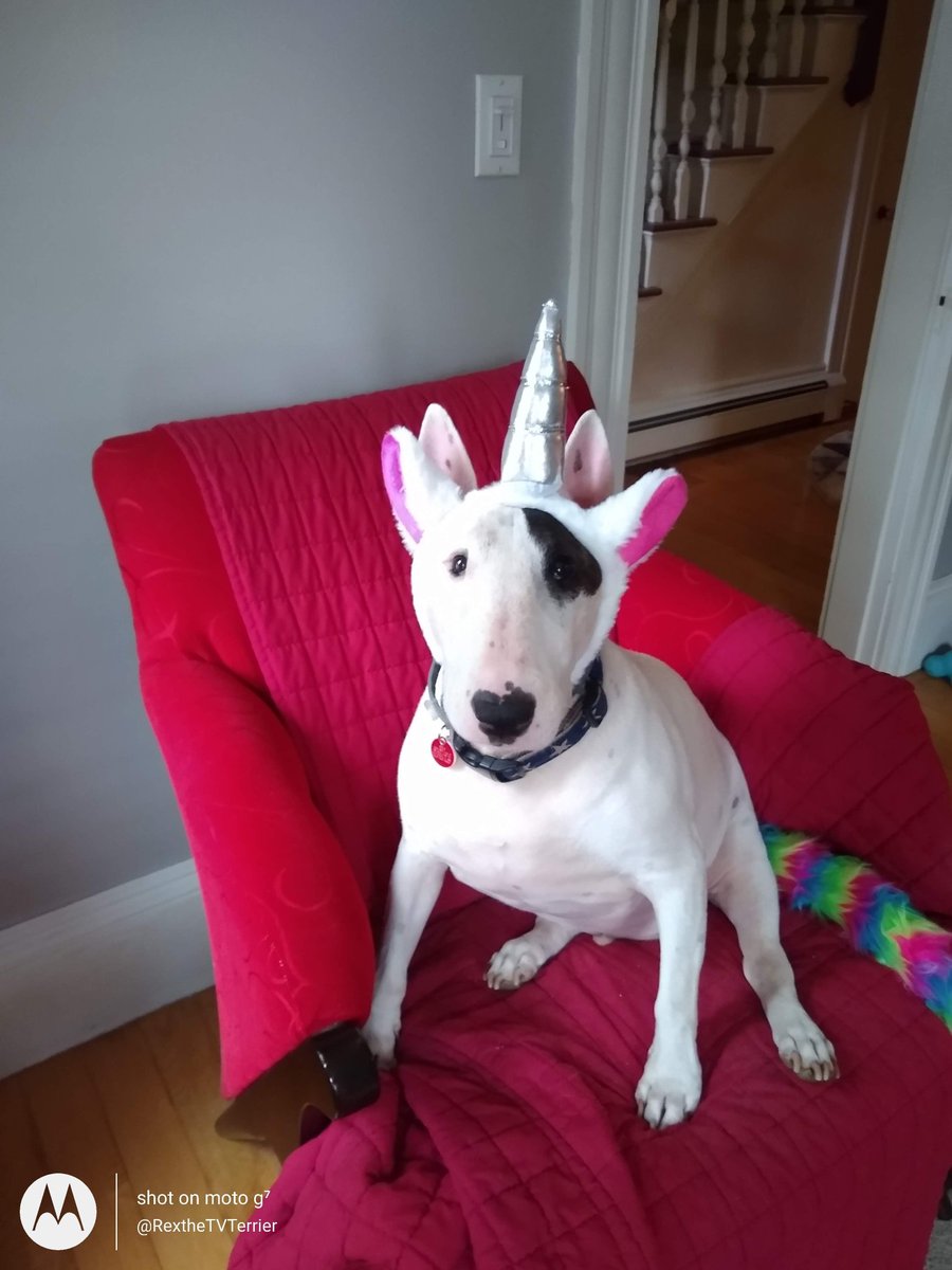 Spike The Rescue Pup & Rex The TV Terrier ®🌈🐾 tweet media