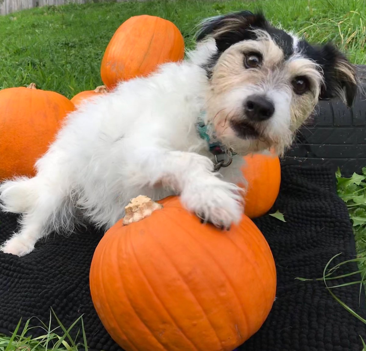 Ginger has plenty of pumpkins.
What she really wants is a home.
Photo credit and contact information:
DT Ilfracombe@DT_Ilfracombe