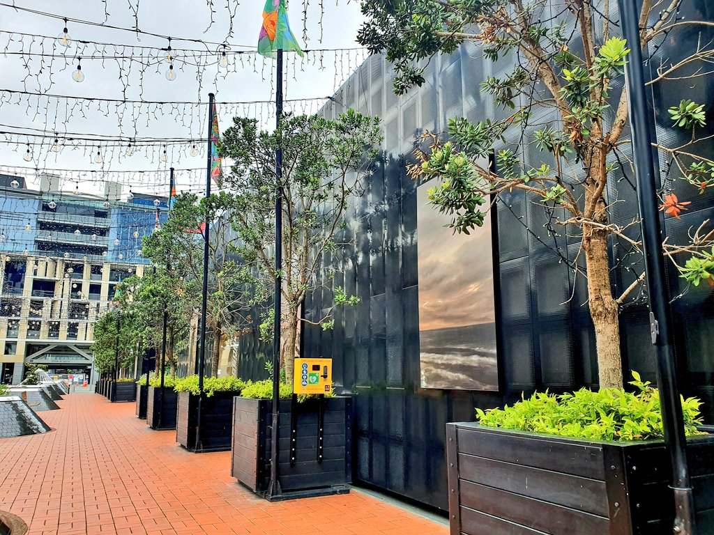 chamfy's tweet image. Saw these trees this morning and thought of you @IslaStewart ! #treehack