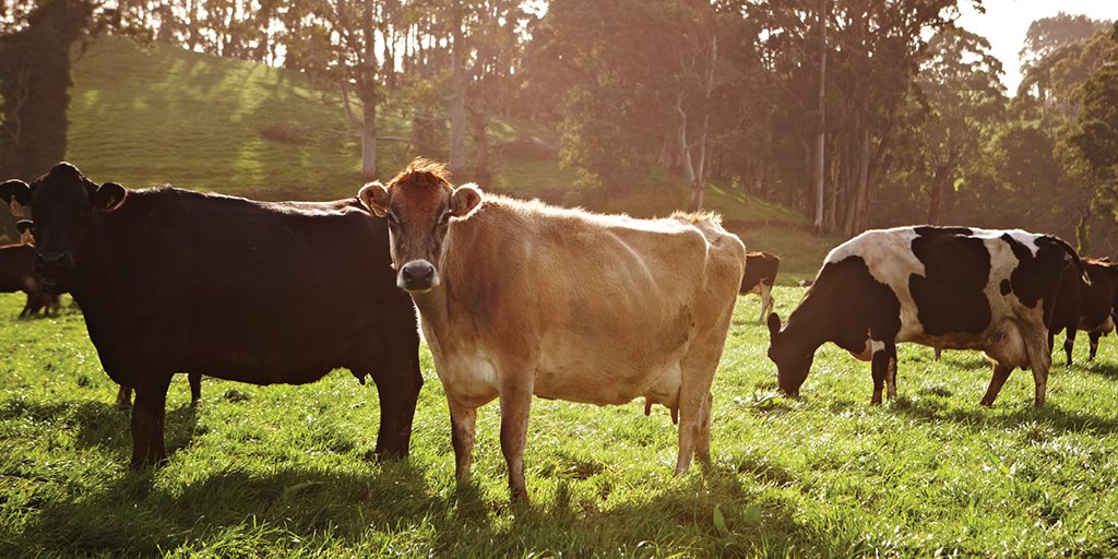 An unhealthy diet is not #sustainable. It's why #AusDairy is innovating in sustainable practices to ensure nutritious food for a healthier world. Read up on Australian dairy's innovation to tackle climate change here dairy.com.au/30ways #sustainabledairy #realclimateaction