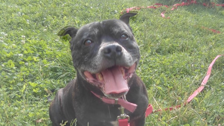 AdoptionsUk's tweet photo. Please retweet to help Arnie find a home #DURHAM #ENGLAND
Lovely Staffy aged 10, looking for an adult home as the only pet. Saved from the pound, please share to help?
DETAILS or APPLY👇
https://t.co/LZz9HFnaOo
#dogs #pets #dogsoftwitter #Staffy https://t.co/CFtvQlHVu7